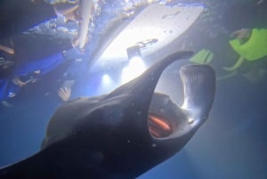 Kona Hi, Sunset Manta Ray Tour 10 passengers maximum