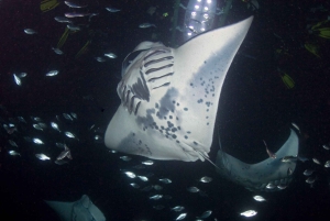 Kona Hi, solnedgångstur med mantor, max 10 passagerare