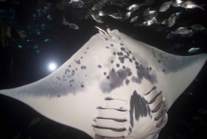 Kona Hi, solnedgångstur med mantor, max 10 passagerare