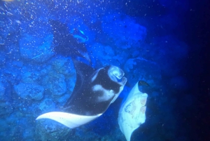 Kona Hi, solnedgångstur med mantor, max 10 passagerare