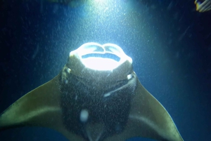 Kona Hi, solnedgångstur med mantor, max 10 passagerare