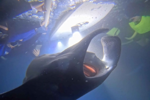 Kona Hi, solnedgångstur med mantor, max 10 passagerare