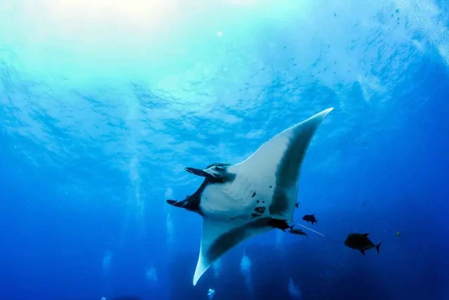 Kona: Manta Ray natt snorkeläventyr