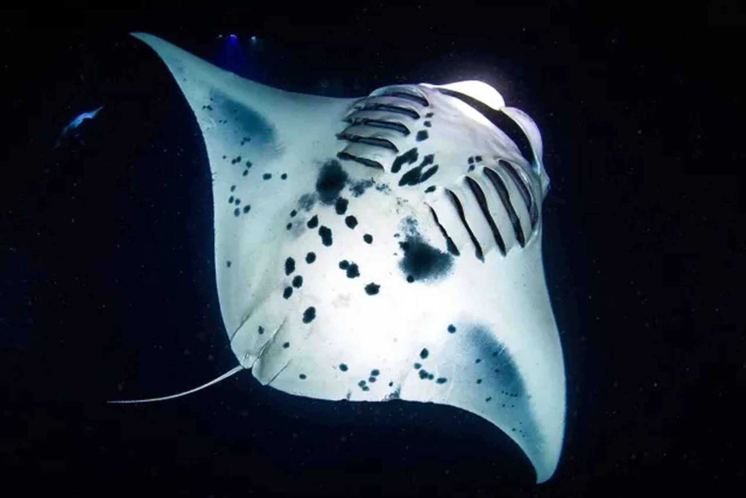 Kona: Manta Ray natt snorkeläventyr