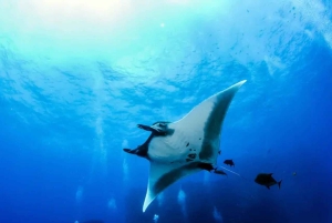 Kona: Manta Ray natt snorkeläventyr