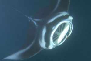 Kona: Manta Ray natt snorkeläventyr
