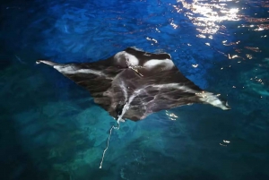Kona Manta Ray Night Snorkel (Manta-garantipolicy)