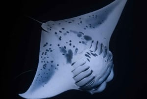 Kona: Mergulho noturno com raias-manta e vídeos gratuitos