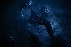 Kona: Mergulho noturno com raias-manta e vídeos gratuitos