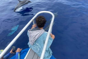 Kona: safari oceanico per piccoli gruppi con video subacquei