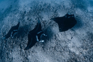 Kona: safari oceanico per piccoli gruppi con video subacquei