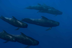 Kona: safari oceanico per piccoli gruppi con video subacquei