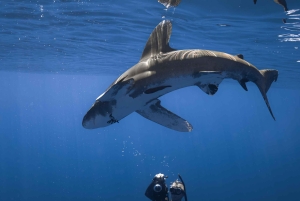 Kona: safari oceanico per piccoli gruppi con video subacquei