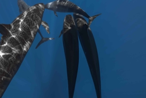 Kona: safari oceanico per piccoli gruppi con video subacquei