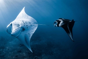 Kona: safari oceanico per piccoli gruppi con video subacquei