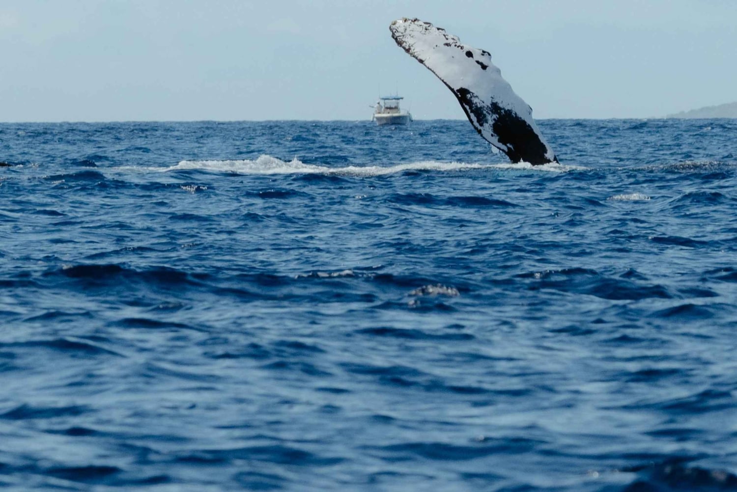 Kona: Wycieczka dla małych grup z obserwacją wielorybów