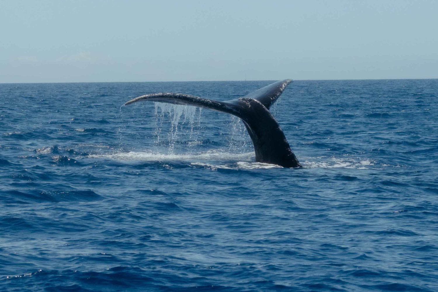 Kona: Wycieczka dla małych grup z obserwacją wielorybów