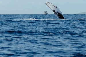 コナ：少人数制ホエールウォッチングツアー