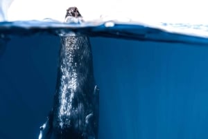 コナ：少人数制ホエールウォッチングツアー