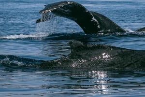 コナ：少人数制ホエールウォッチングツアー