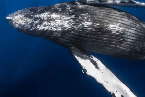 Kona: Wycieczka dla małych grup z obserwacją wielorybów