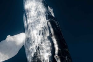 Kona: Wycieczka dla małych grup z obserwacją wielorybów