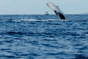Kona: Wycieczka dla małych grup z obserwacją wielorybów