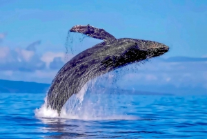 Lahaina: Maui Channel Whale-Watching Catamaran Cruise