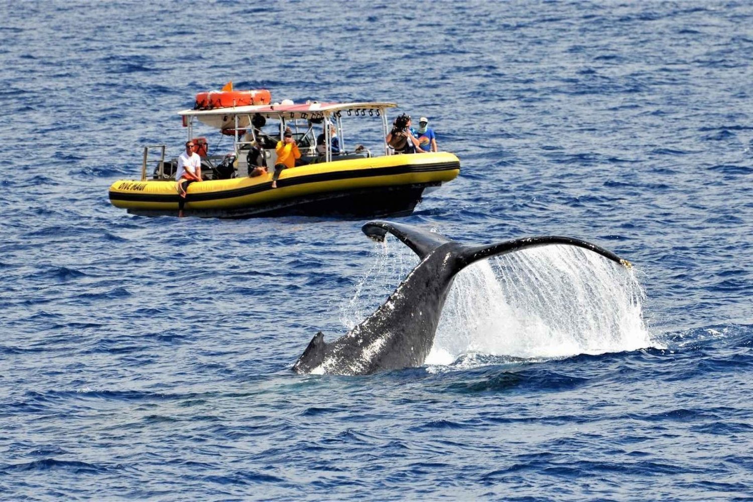 Lahaina : Excursion d'observation des baleines de jour ou au coucher du soleil avec un naturaliste