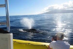 Lahaina: Day or Sunset Whale Watching Tour with Naturalist