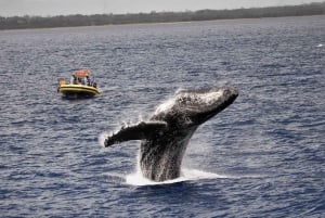 Lahaina: Day or Sunset Whale Watching Tour with Naturalist