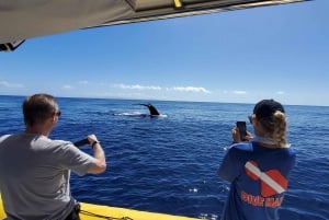 Lahaina: Day or Sunset Whale Watching Tour with Naturalist