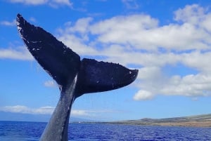 Lahaina: Day or Sunset Whale Watching Tour with Naturalist