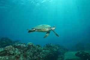 Lahaina : Cours de découverte de la plongée sous-marine