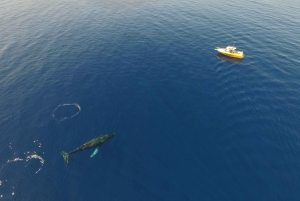 Lahaina Harbor: Humpback Whale Watching Day Trip