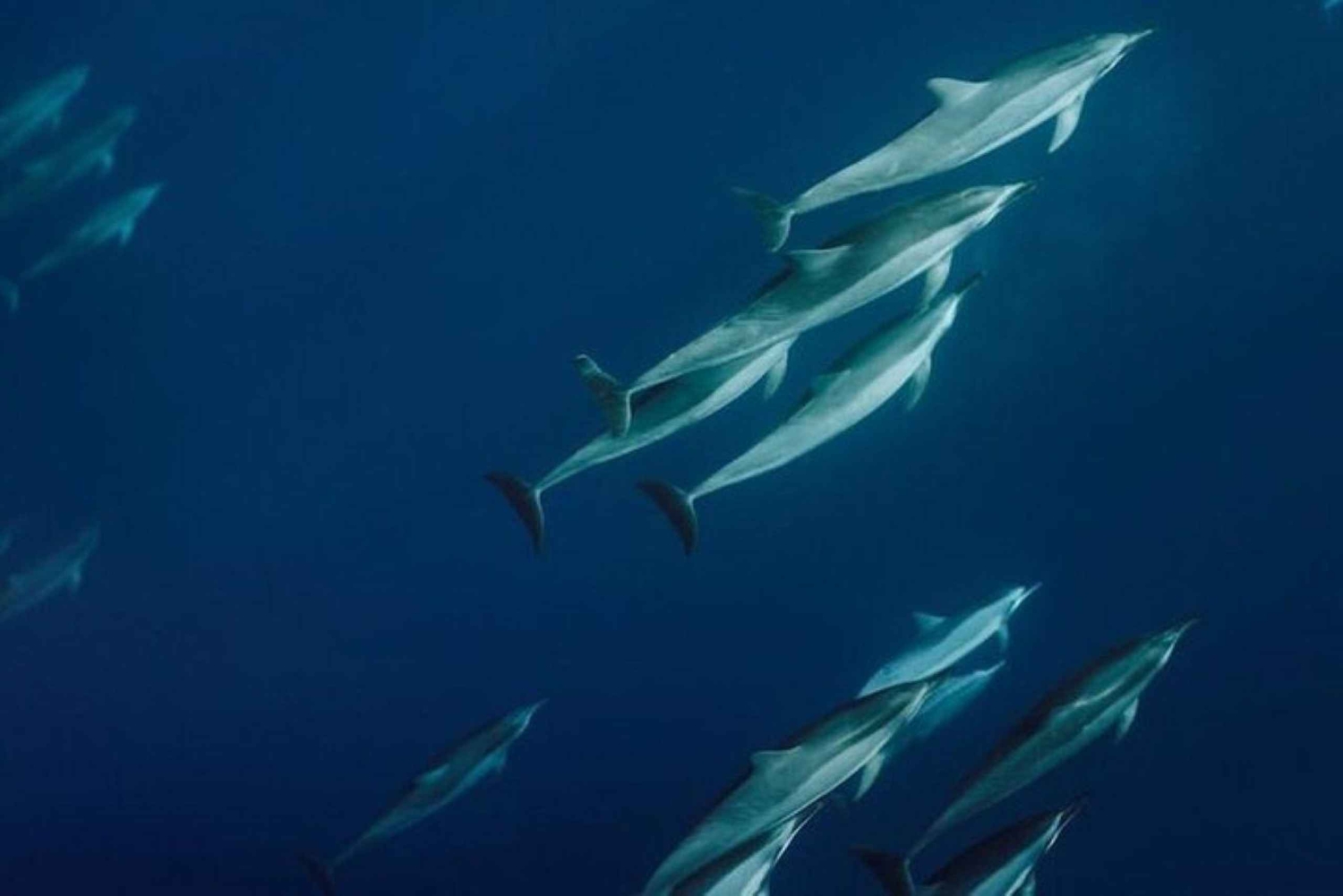 Lahaina: rejs z obserwacją humbaków