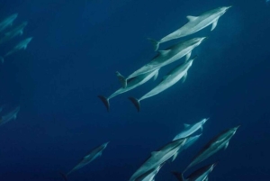 Lahaina: rejs z obserwacją humbaków