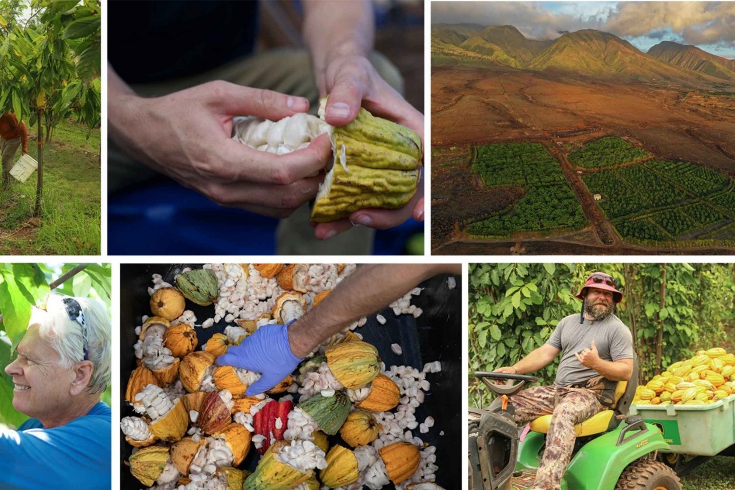 Lahaina: Excursão guiada pela fazenda de cacau Maui Ku'ia e degustação