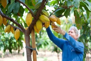 Lahaina: Maui Ku'ia Estate Guided Cacao Farm Tour & Tasting