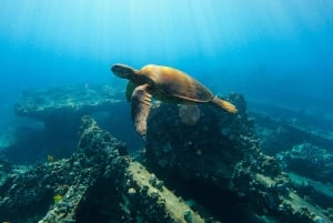 Lahaina: Zachodnie Maui – nurkowanie, żeglowanie i lunch