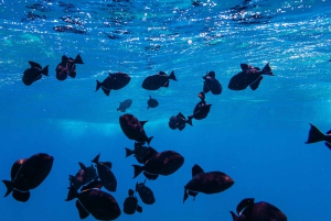 Сноркелинг и парусная прогулка у побережья Ланаи (отправление из Лахайны)