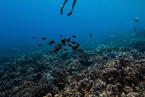 Сноркелинг и парусная прогулка у побережья Ланаи (отправление из Лахайны)