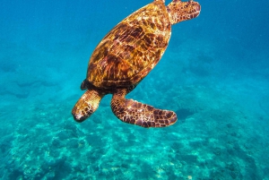 Сноркелинг и парусная прогулка у побережья Ланаи (отправление из Лахайны)