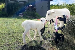 Laupahoehoe: Privat tur til Farm Animal Sanctuary