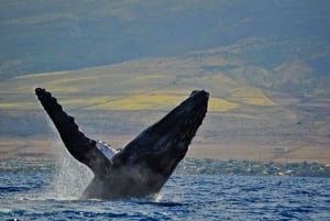 Ma'alaea Harbor: Whale Watching Catamaran Cruise