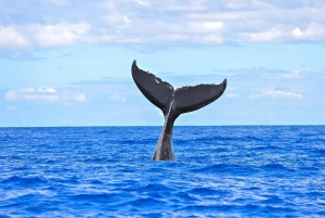 Ma'alaea Harbor: Whale Watching Catamaran Cruise