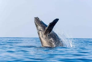 Porto di Ma'alaea: Crociera per avvistare le balene in catamarano