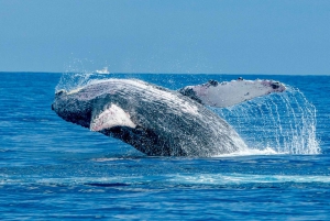 Puerto de Ma'alaea: Tour de avistamiento de ballenas en catamarán