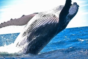Maalaea: Experiencia de avistamiento de ballenas en grupo reducido de 2 horas