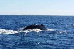 Maalaea: Experiência de observação de baleias de 2 horas em grupo pequeno